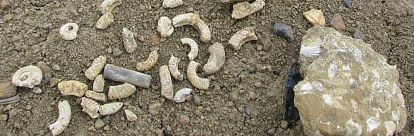 Fossils from fields near Deddington Fossils from fields near Deddington