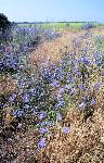 Field margins with Chicory