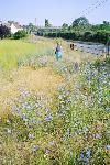 Field margins with Chicory