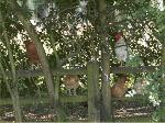Feral chickens at Ditchingham Dam